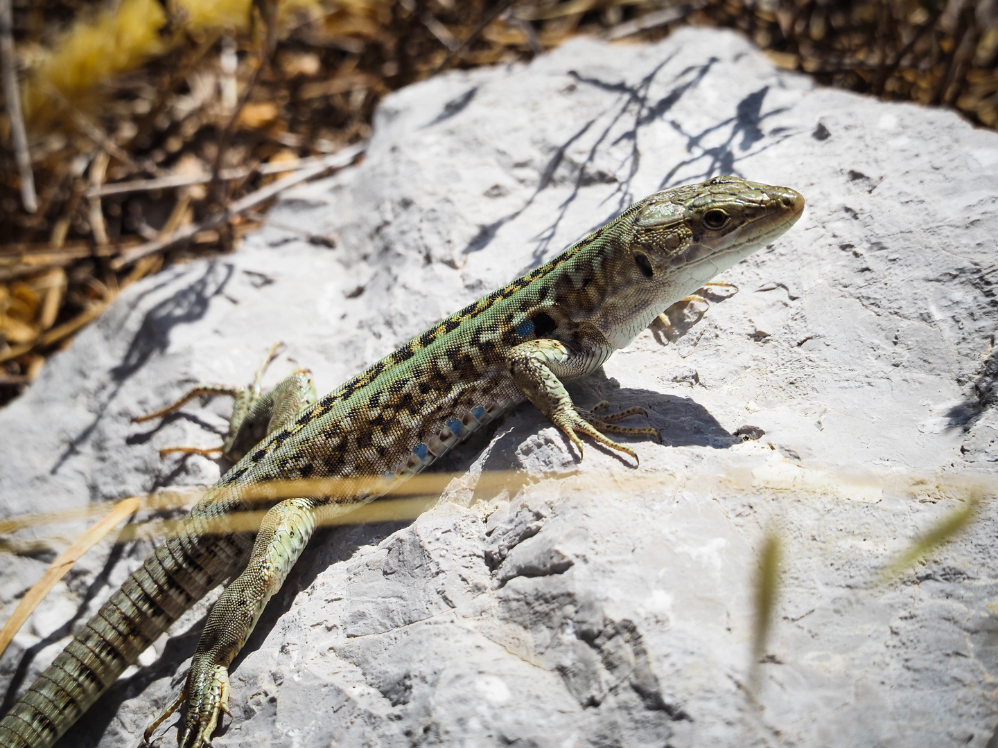 Lizard basking on a sunlit rock.