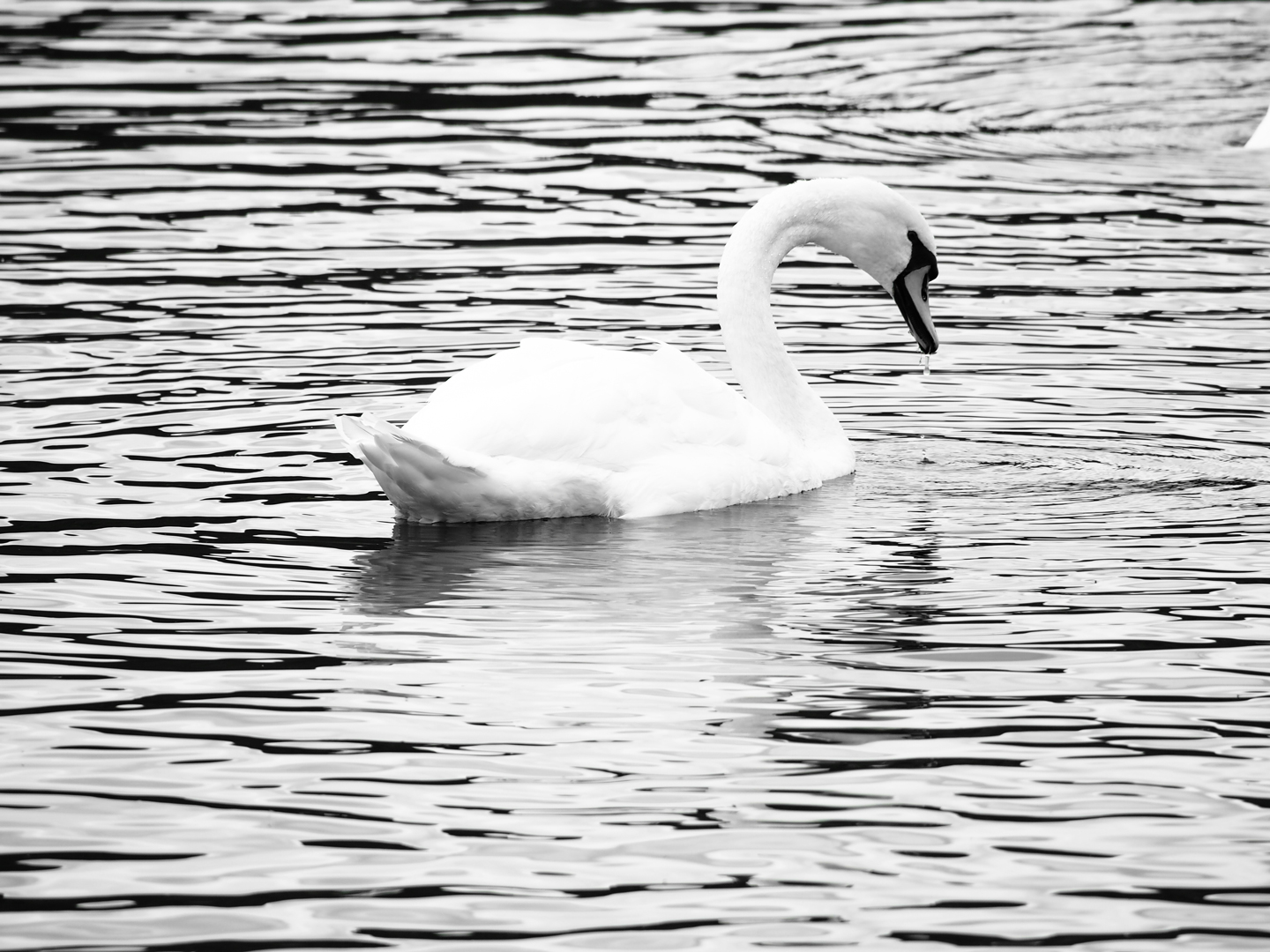 Ripples