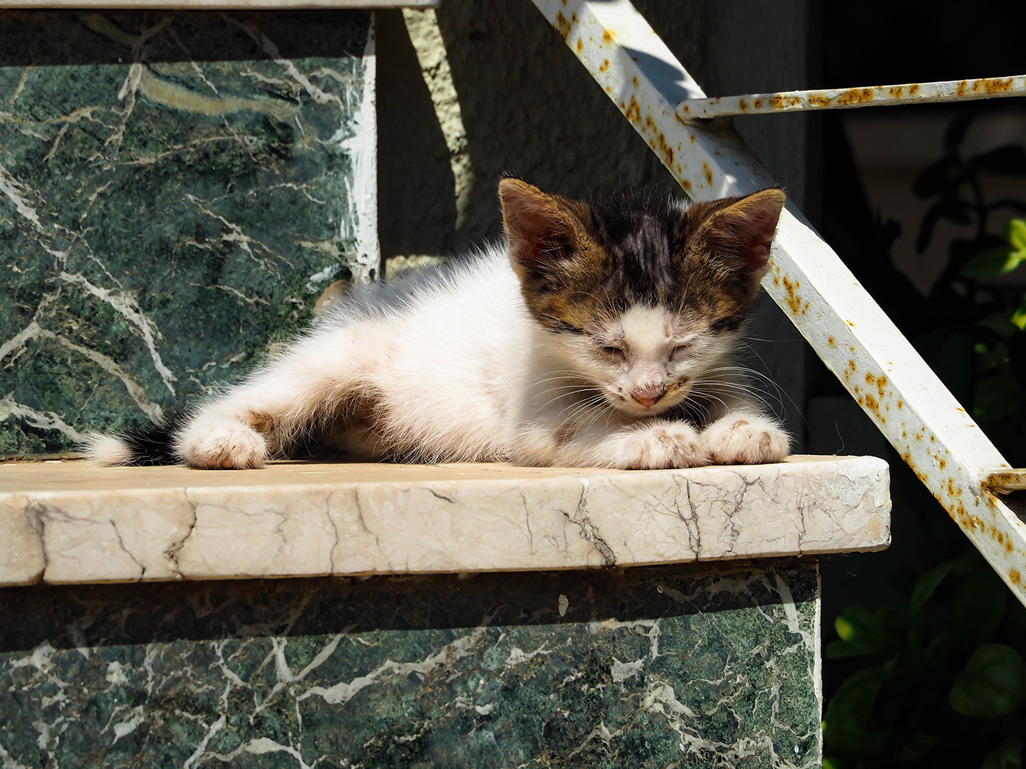 The dreamer